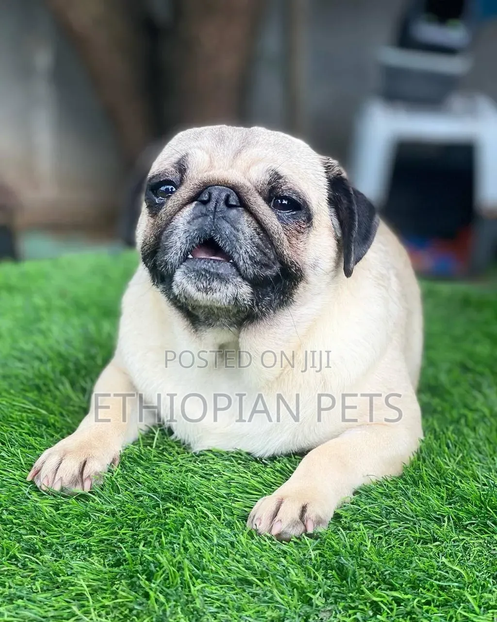 1-3 months Male Purebred Pug