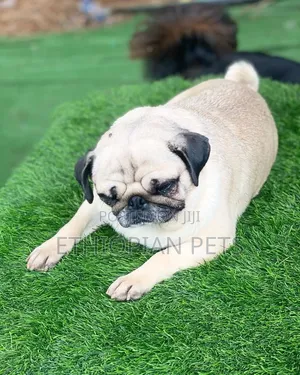 1-3 months Male Purebred Pug
