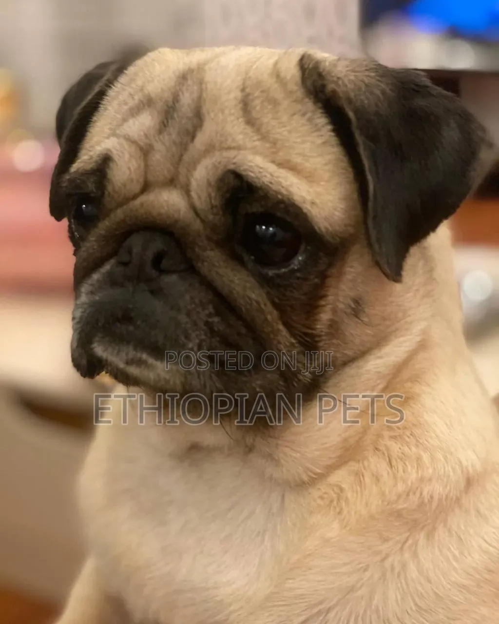1-3 months Male Purebred Pug