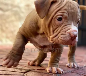1-3 months Male Purebred American Bully
