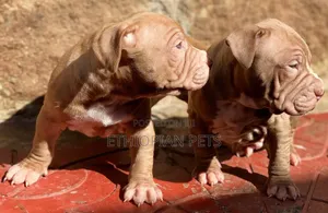 1-3 months Male Purebred American Bully