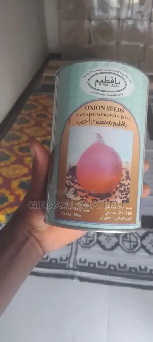 ቀላፎ የቀይ ሽንኩርት ዘር