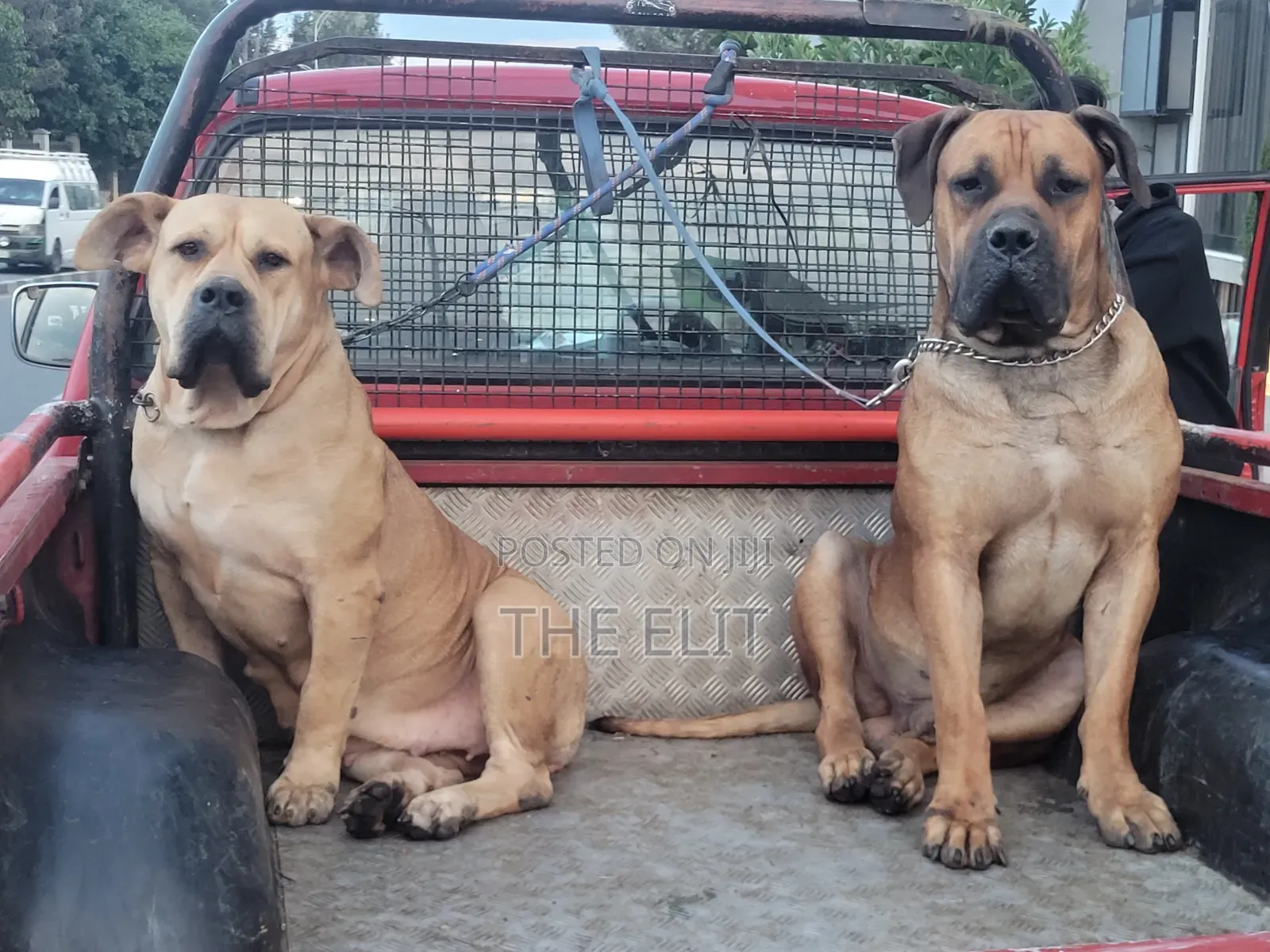 1-3 months Male Purebred Boerboel