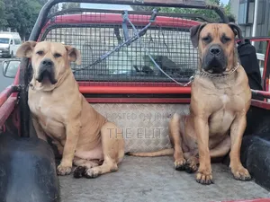 1-3 months Male Purebred Boerboel