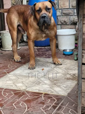 1-3 months Male Purebred Boerboel