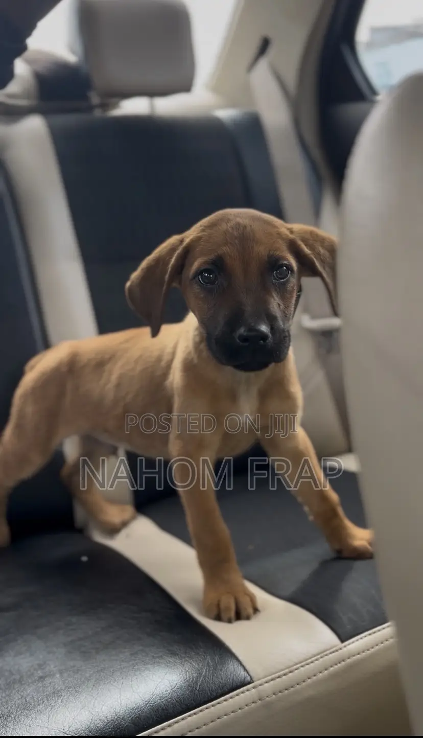 1-3 months Male Purebred Boerboel