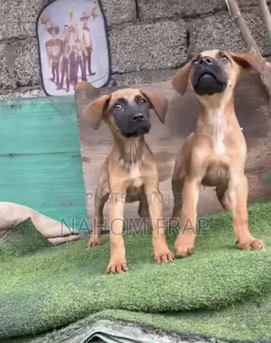 1-3 months Male Purebred Boerboel