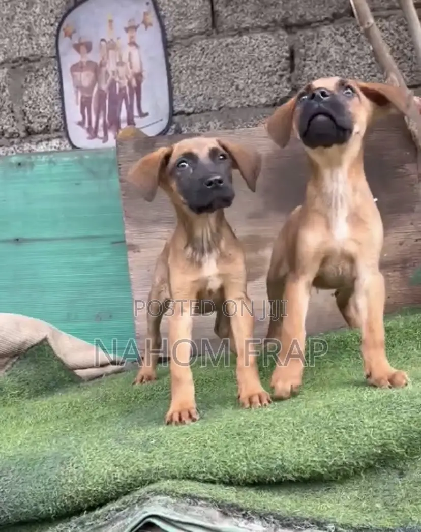 1-3 months Male Purebred Boerboel