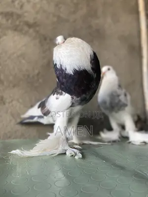 TND Pomerian Poter