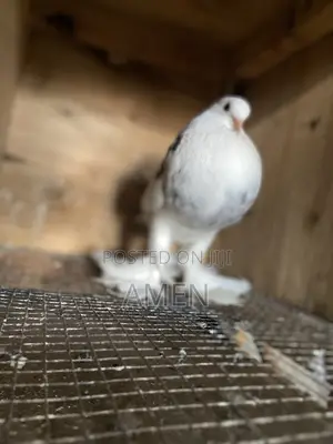 TND Pomerian Poter