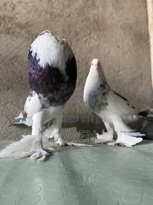 TND Pomerian Poter