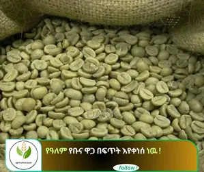 1ኛ ይርጋጨፌ ቡና
