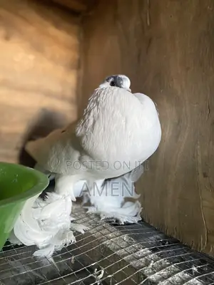 Pair Jambo Pomerian Poter