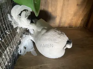 Pair Jambo Pomerian Poter