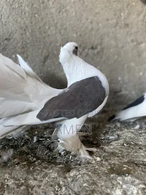 Pair Sadel Fantail