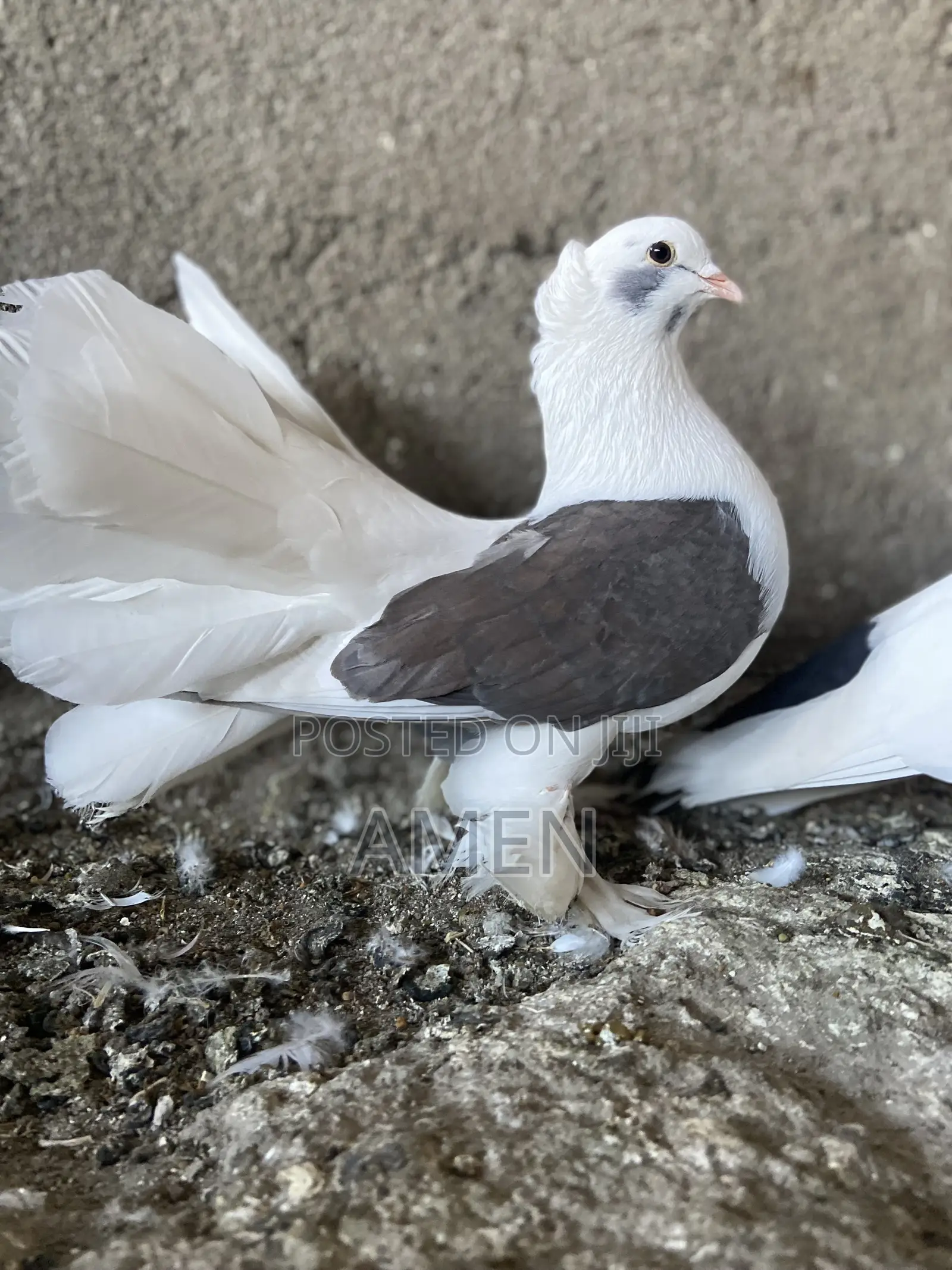 Pair Sadel Fantail
