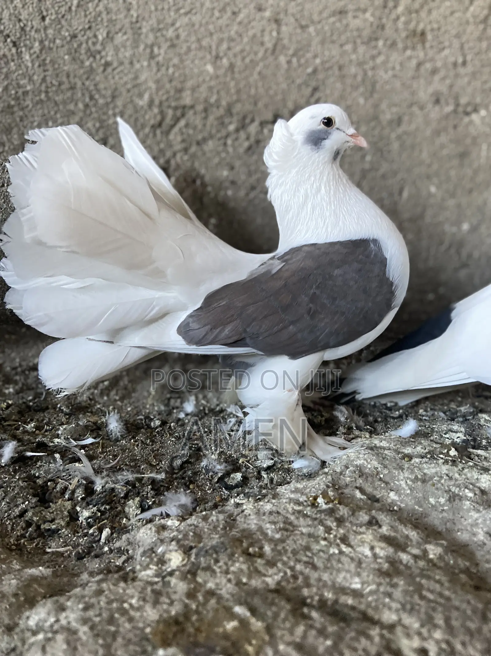 Pair Sadel Fantail