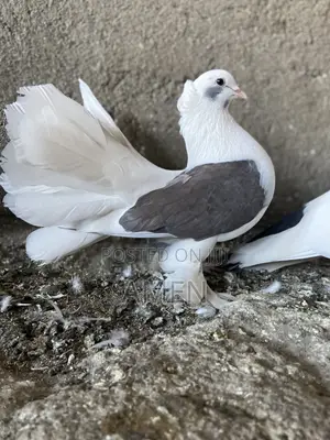Pair Sadel Fantail