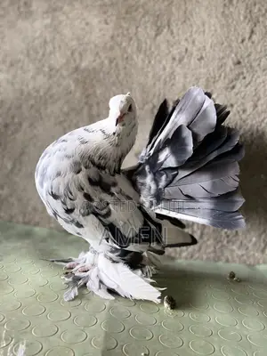 Pair Almonds