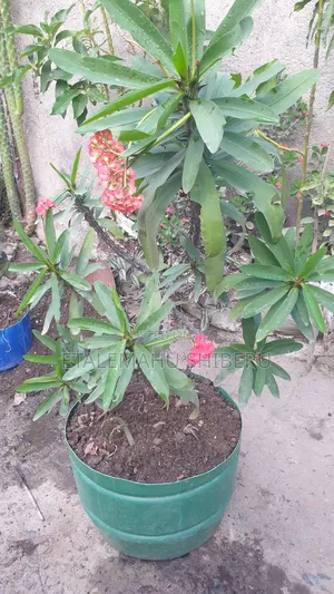 Crown of Torn Flower