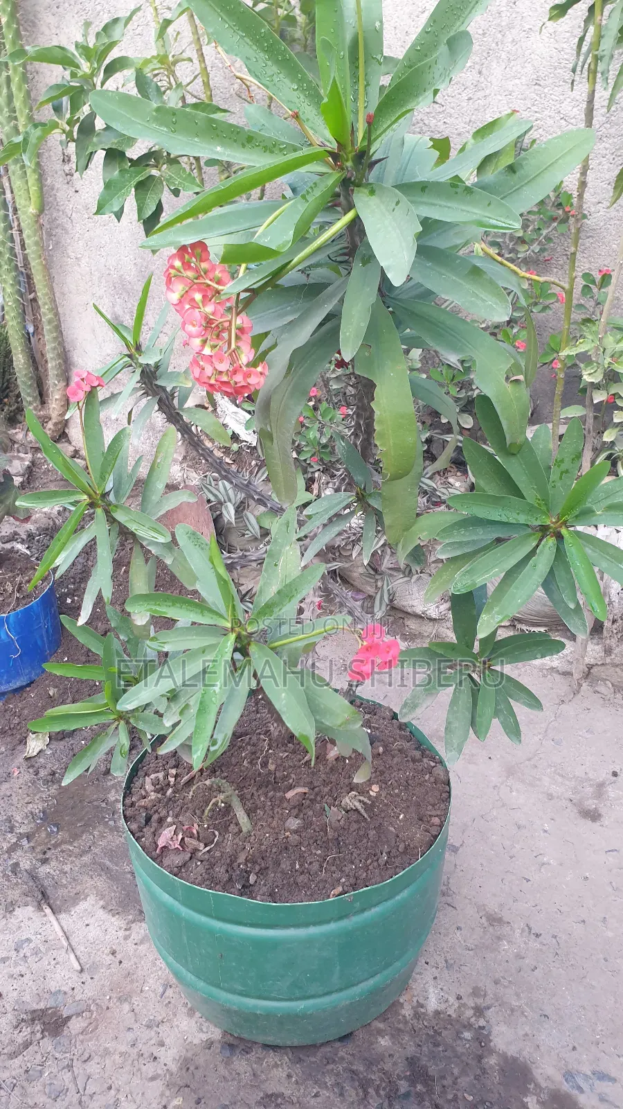 Crown of Torn Flower
