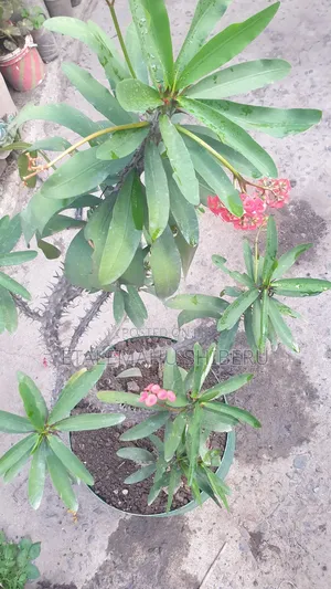Crown of Torn Flower