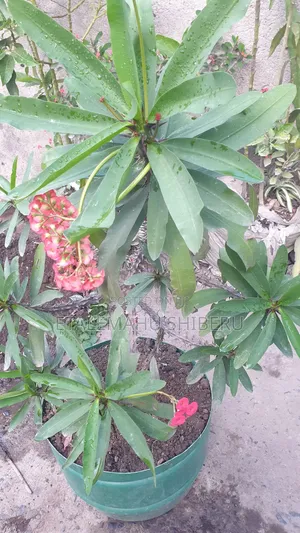 Crown of Torn Flower