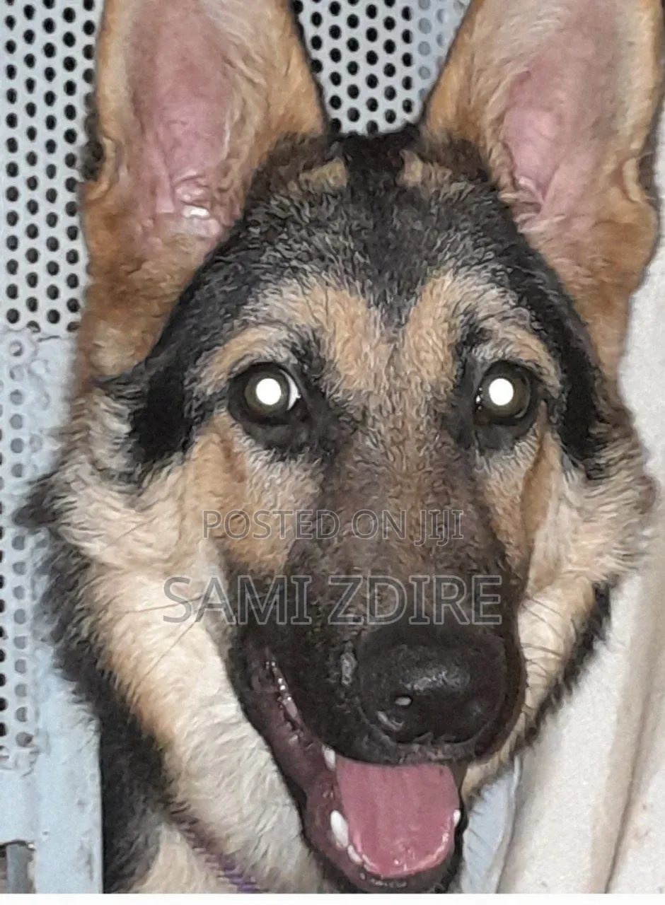 1+ year Female Purebred German Shepherd