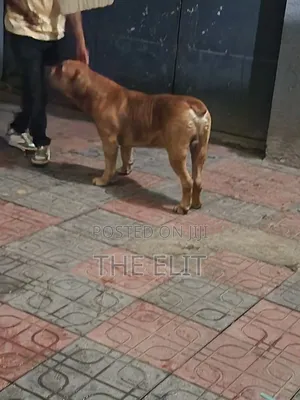 1-3 months Male Purebred Boerboel