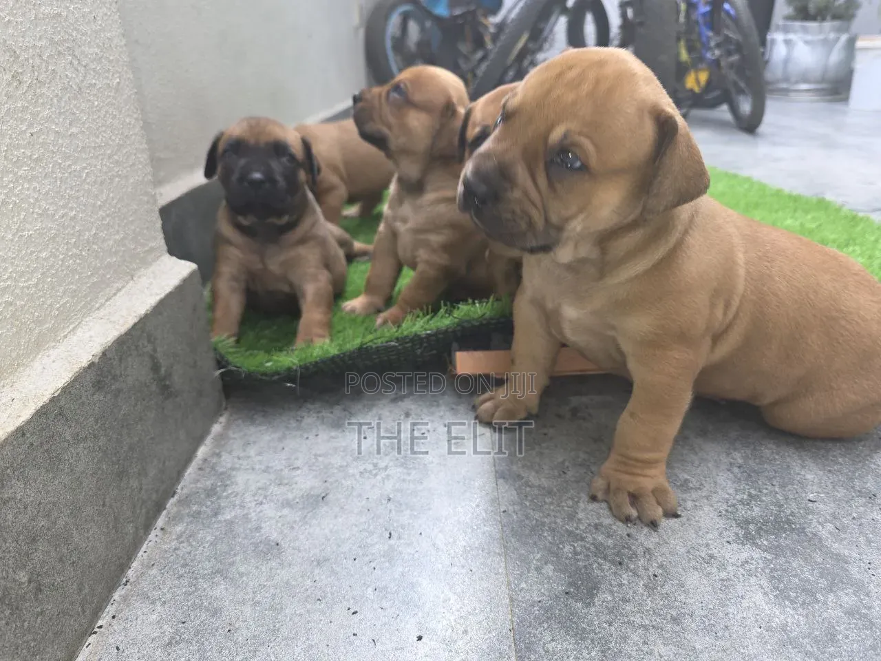 1-3 months Male Purebred Boerboel