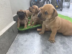 1-3 months Male Purebred Boerboel