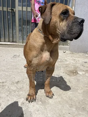 1-3 months Male Purebred Boerboel