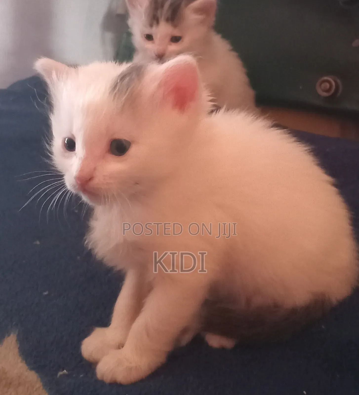 1-3 Month Domestic Bicolor Kittens