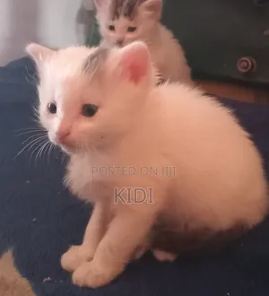 1-3 Month Domestic Bicolor Kittens