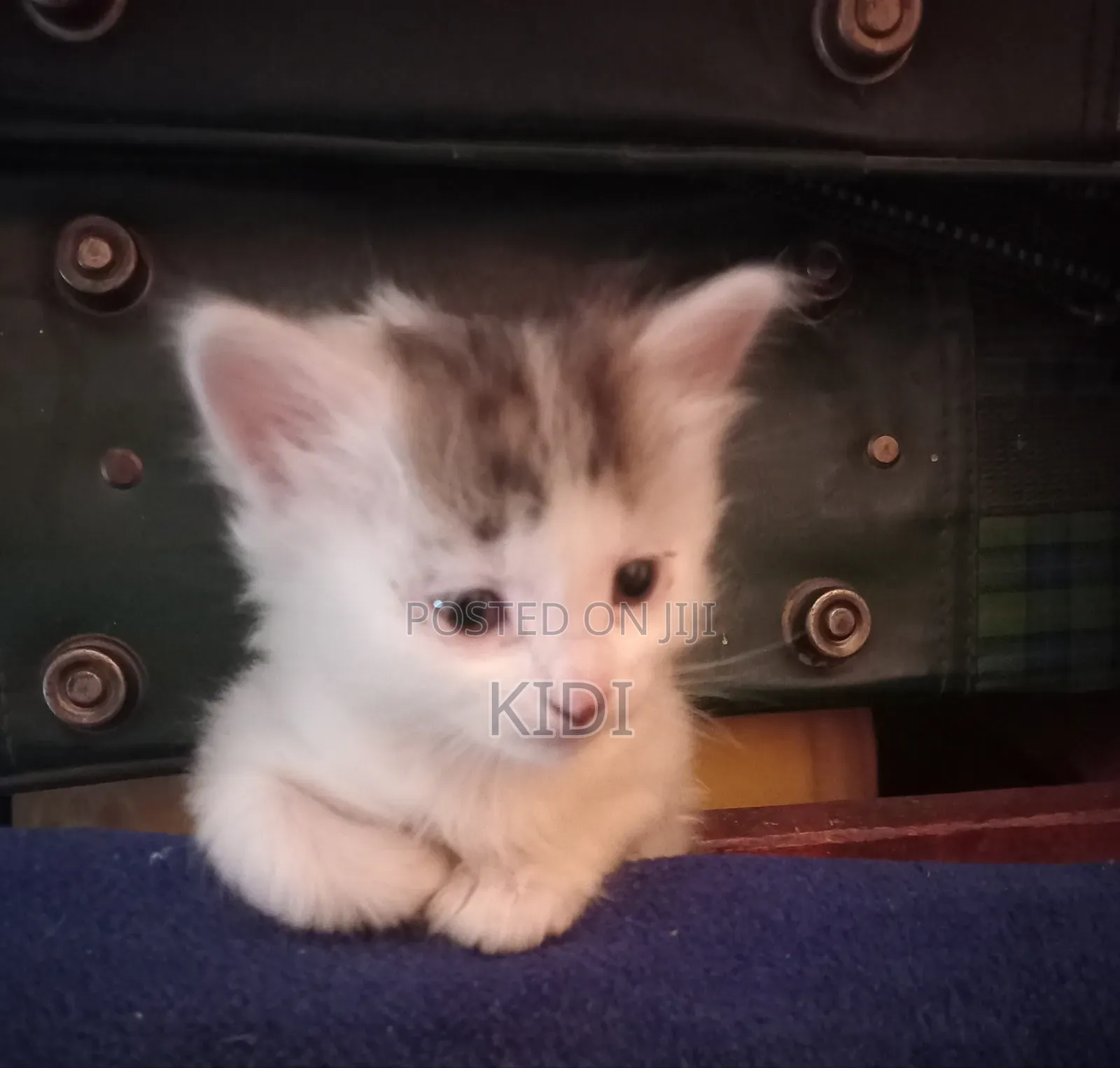 1-3 Month Domestic Bicolor Kittens