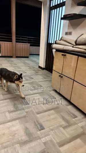 1+ year Male Purebred Siberian Husky