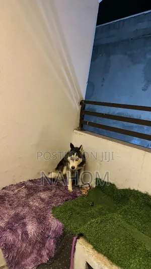 1+ year Male Purebred Siberian Husky