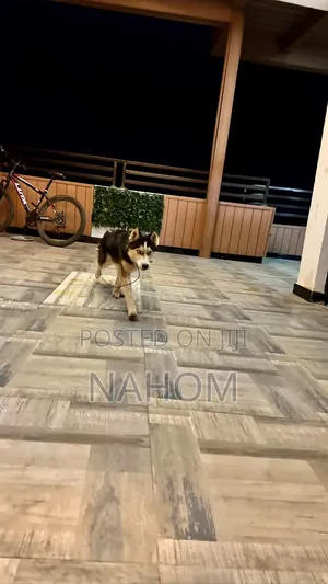 1+ year Male Purebred Siberian Husky