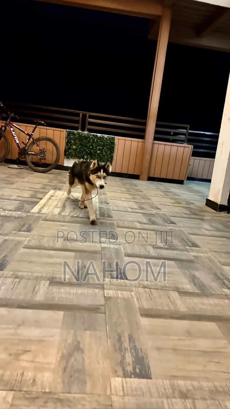 1+ year Male Purebred Siberian Husky