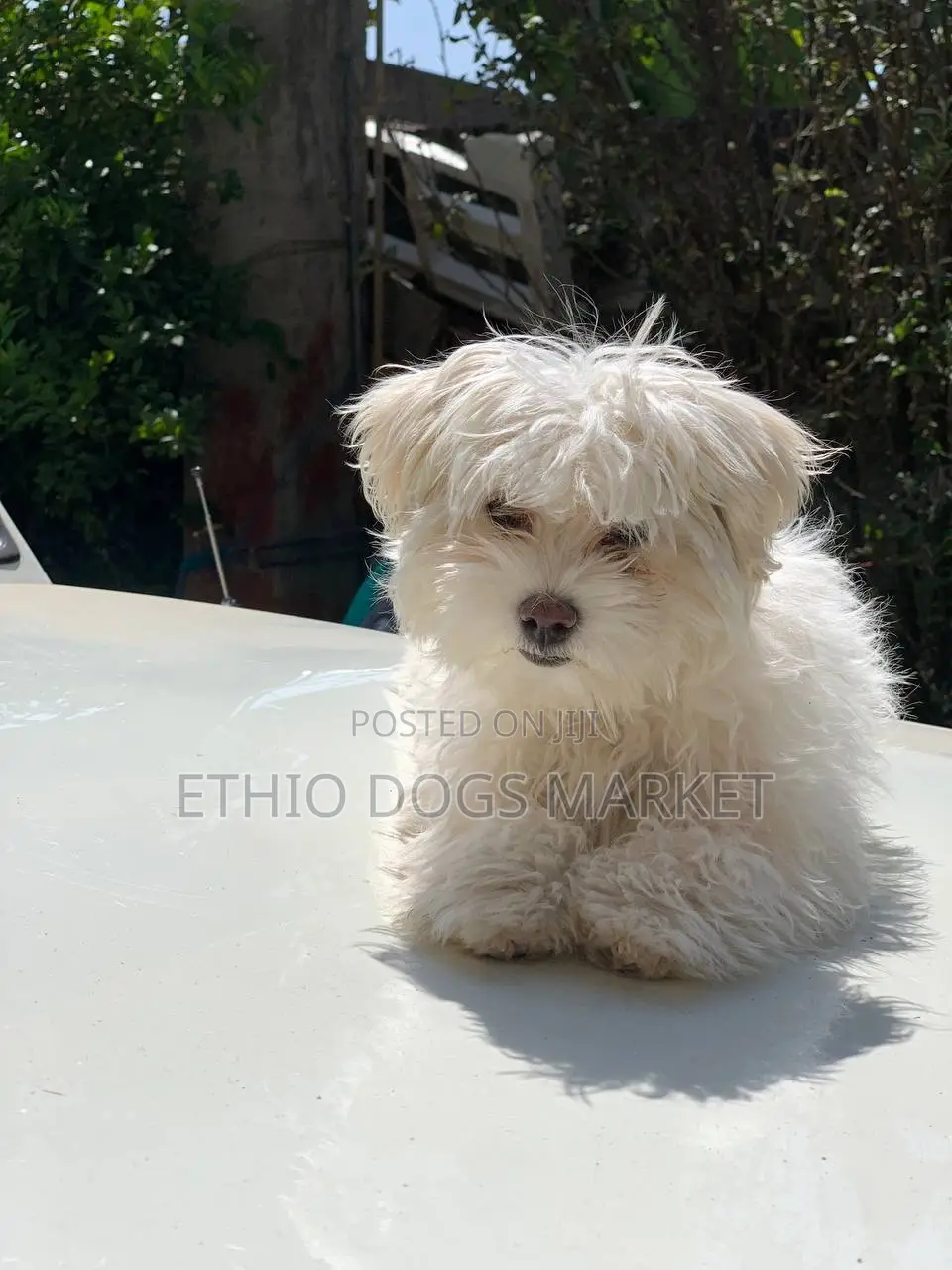 1-3 months Female Purebred Maltese