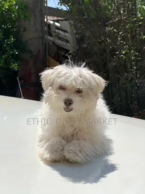 1-3 months Female Purebred Maltese