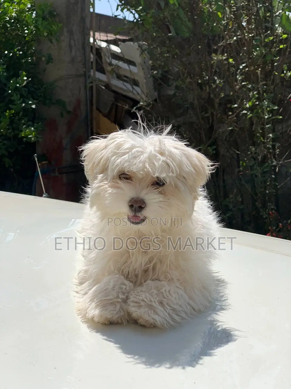 1-3 months Female Purebred Maltese