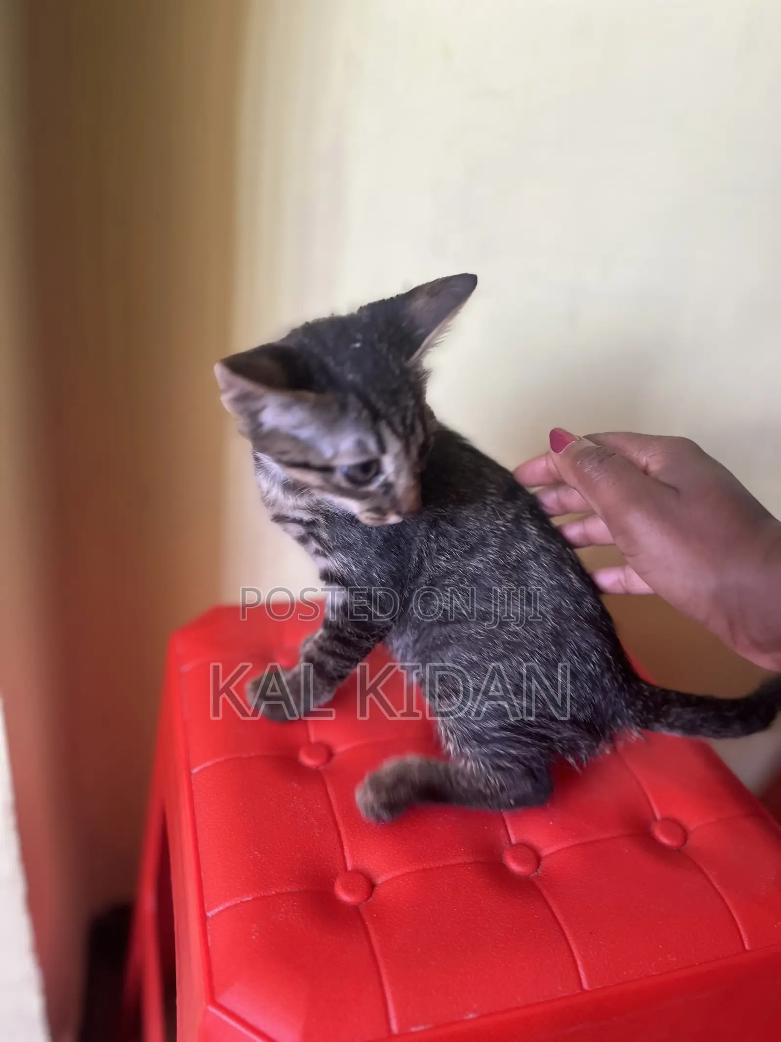 1-3 months Male Mixed Breed Abyssinian