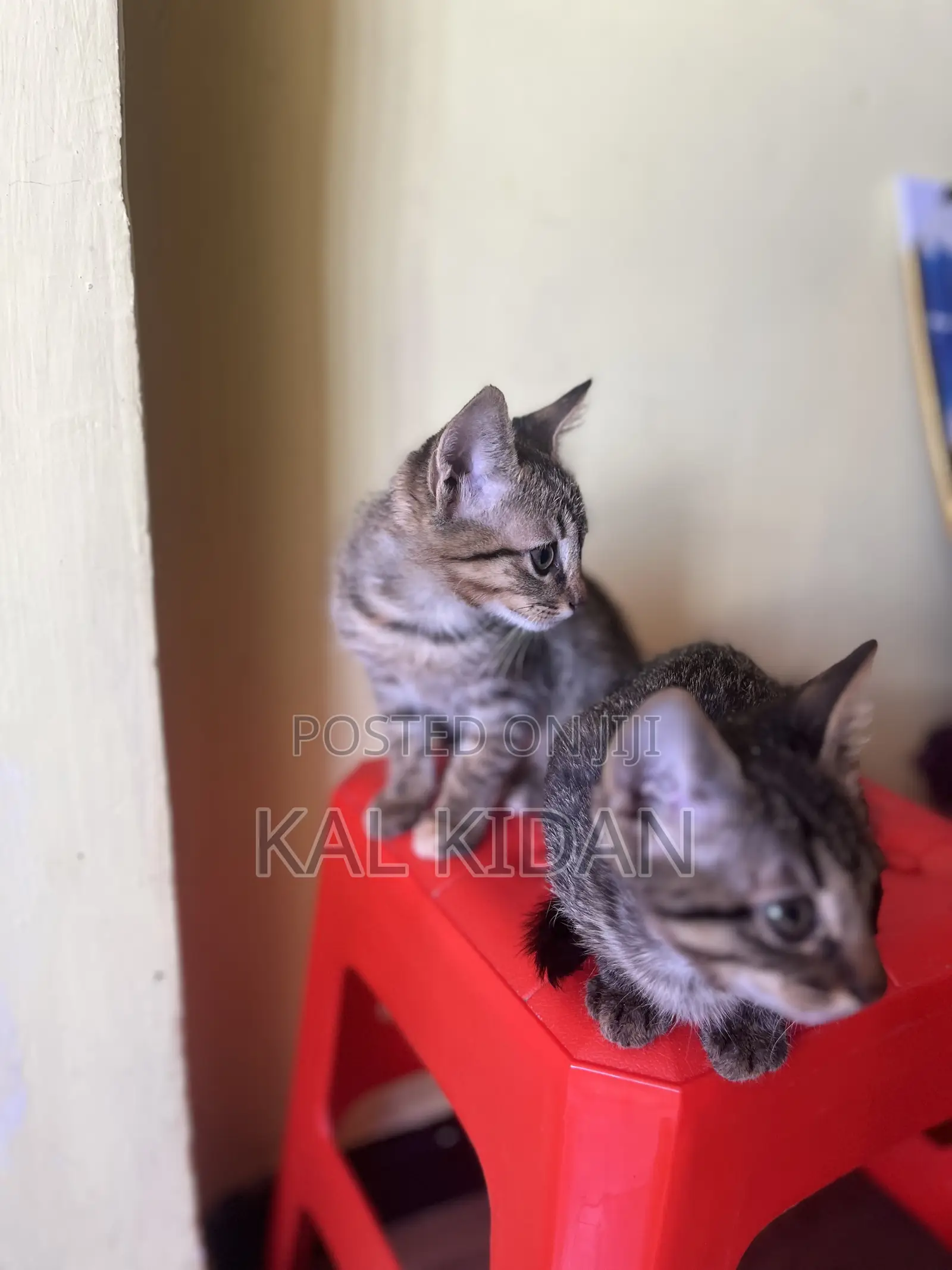 1-3 months Male Mixed Breed Abyssinian