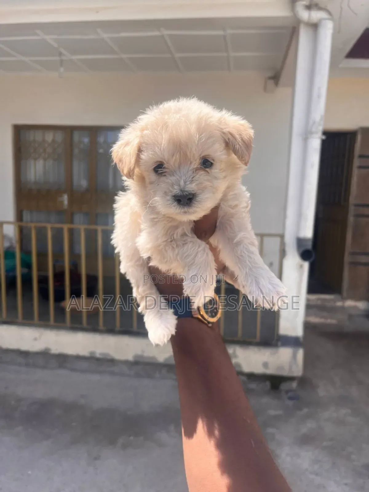 1-3 months Male Purebred Poodle