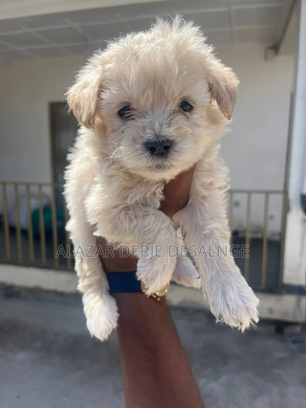 1-3 months Male Purebred Poodle