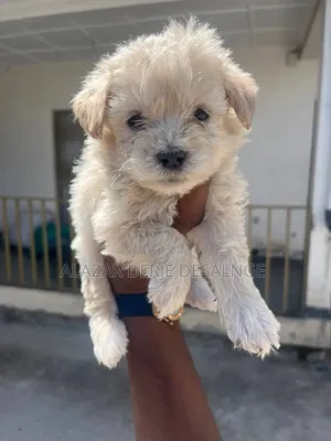 1-3 months Male Purebred Poodle