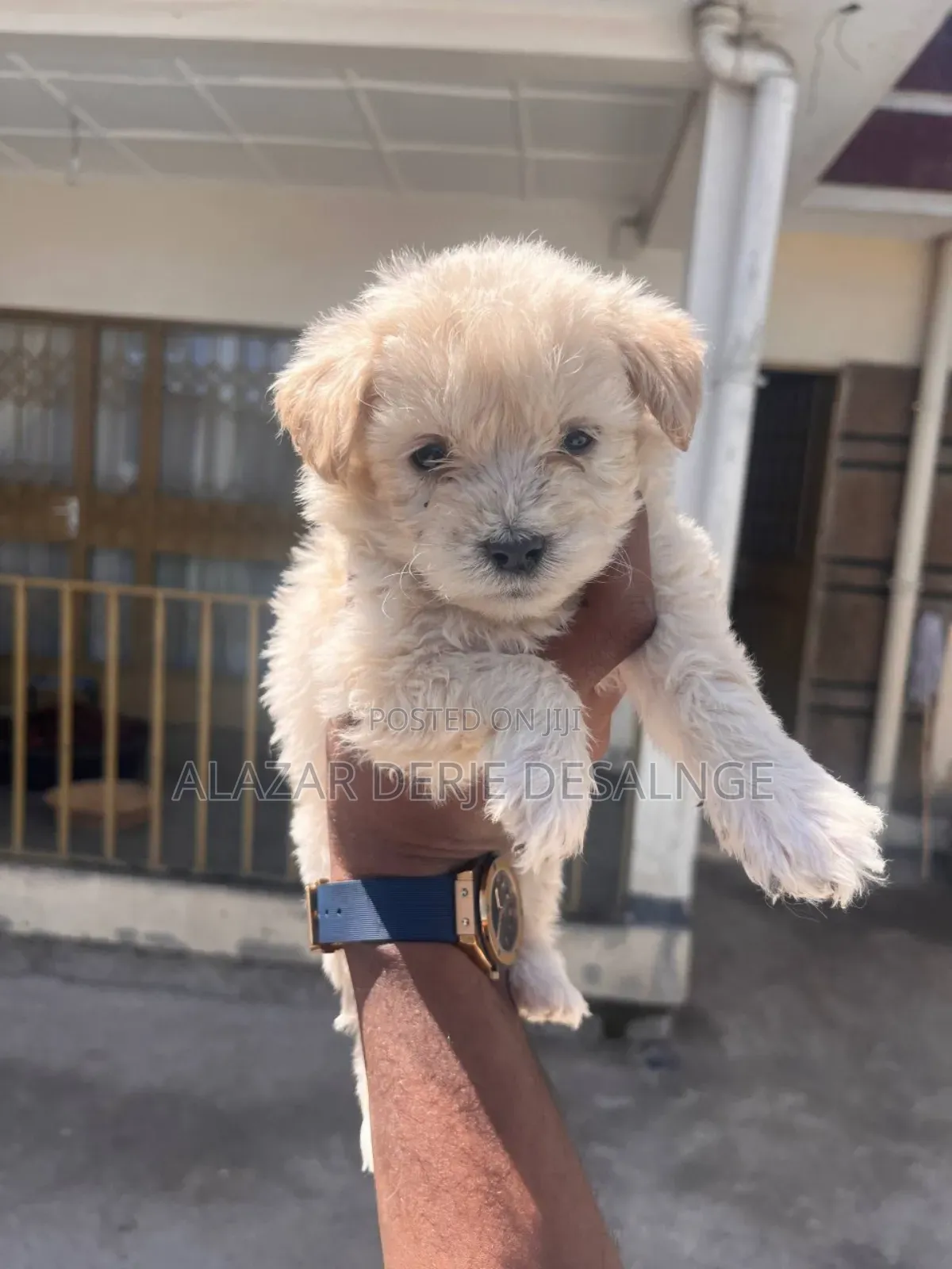 1-3 months Male Purebred Poodle