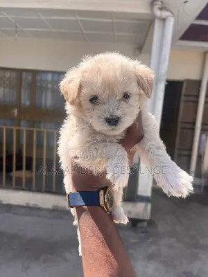 1-3 months Male Purebred Poodle