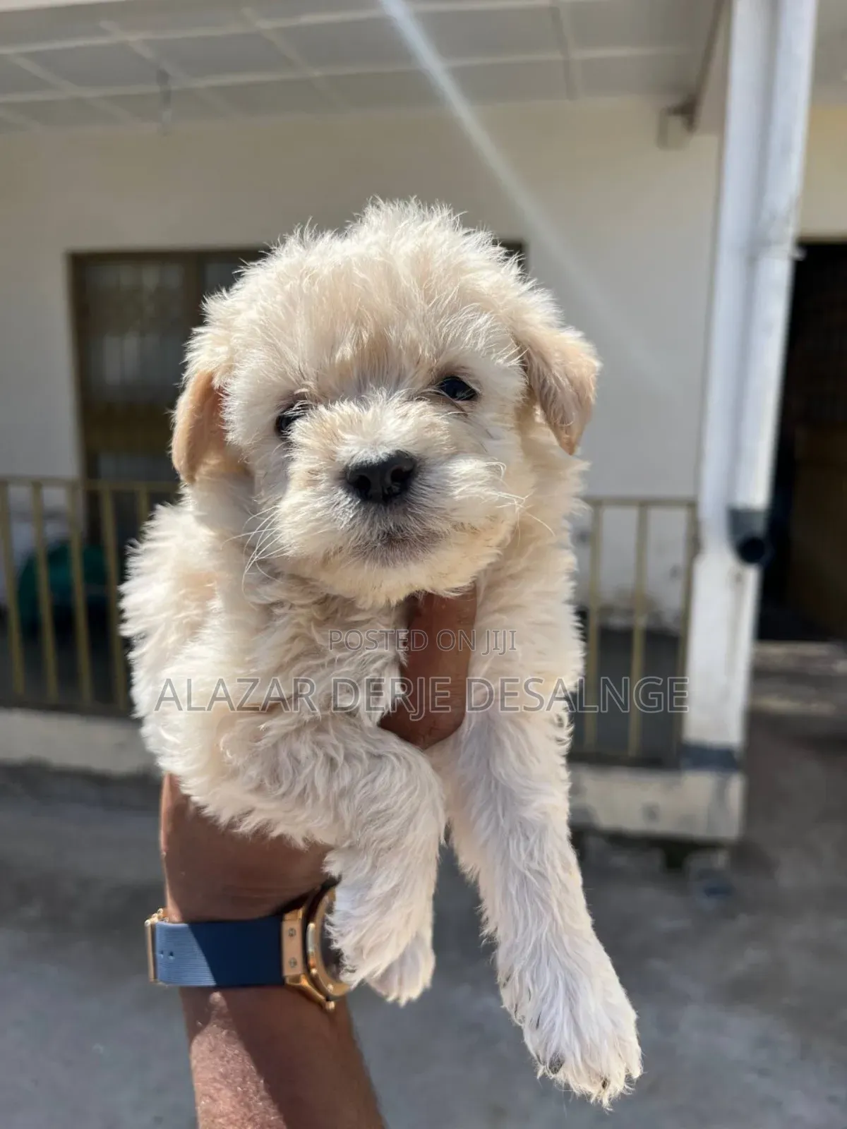 1-3 months Male Purebred Poodle